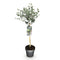 Eucalyptus Boom