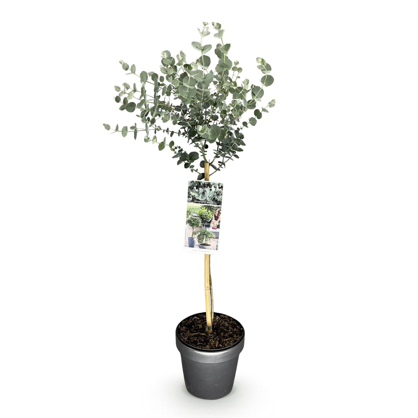 Eucalyptus Boom