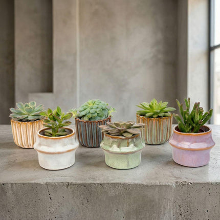 Vetplanten Set van 6 in Keramische Mini Potjes Barcelona -  ↕8–12 cm