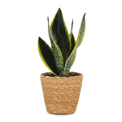 Sansevieria Future Superb - Vrouwentong - met Mand - Pot 12cm - Hoogte 35cm