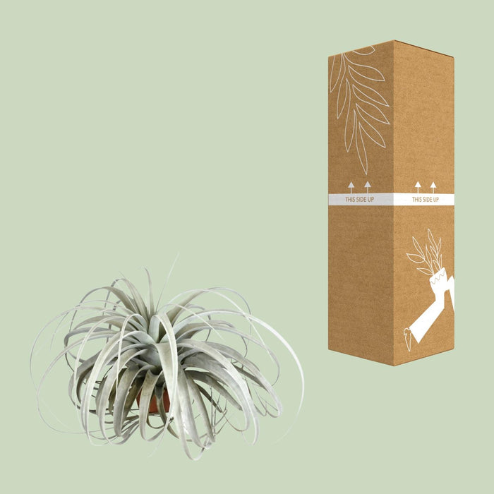 Tillandsia Xerographica - ↕30cm - Ø45cm