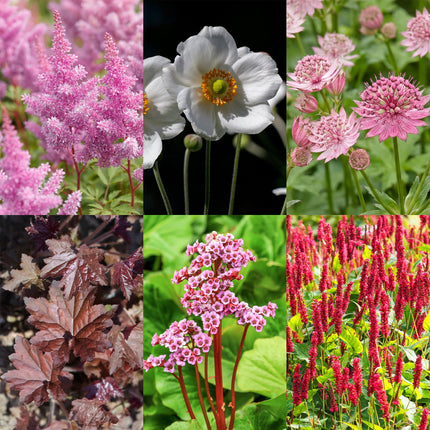 Borderpakket - Schaduw - Diversen - Soorten en kleuren - 12 Planten - Pot 11cm - Hoogte 15-25cm