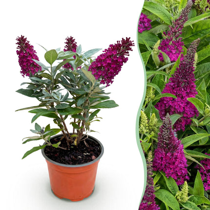 Buddleja davidii Butterfly Candy Little Ruby - Arbusto delle farfalle - Compatto - Rosso - ↕20-25cm - Ø12cm