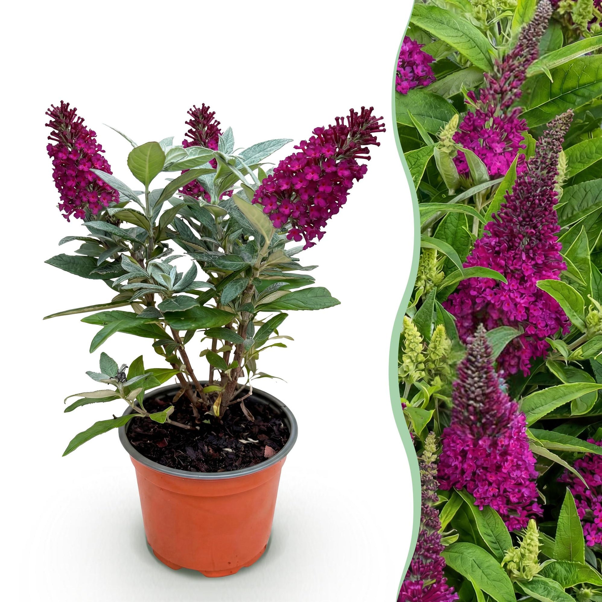 Buddleja davidii Butterfly Candy Little Ruby - Vlinderstruik - Compact ...