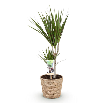 Dracaena Marginata - Árbol del dragón - con cesta - ↕70-80cm - Ø17cm