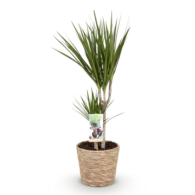Dracaena marginata - Arbre dragon - avec panier - Pot de 17 cm - Hauteur 70-80 cm