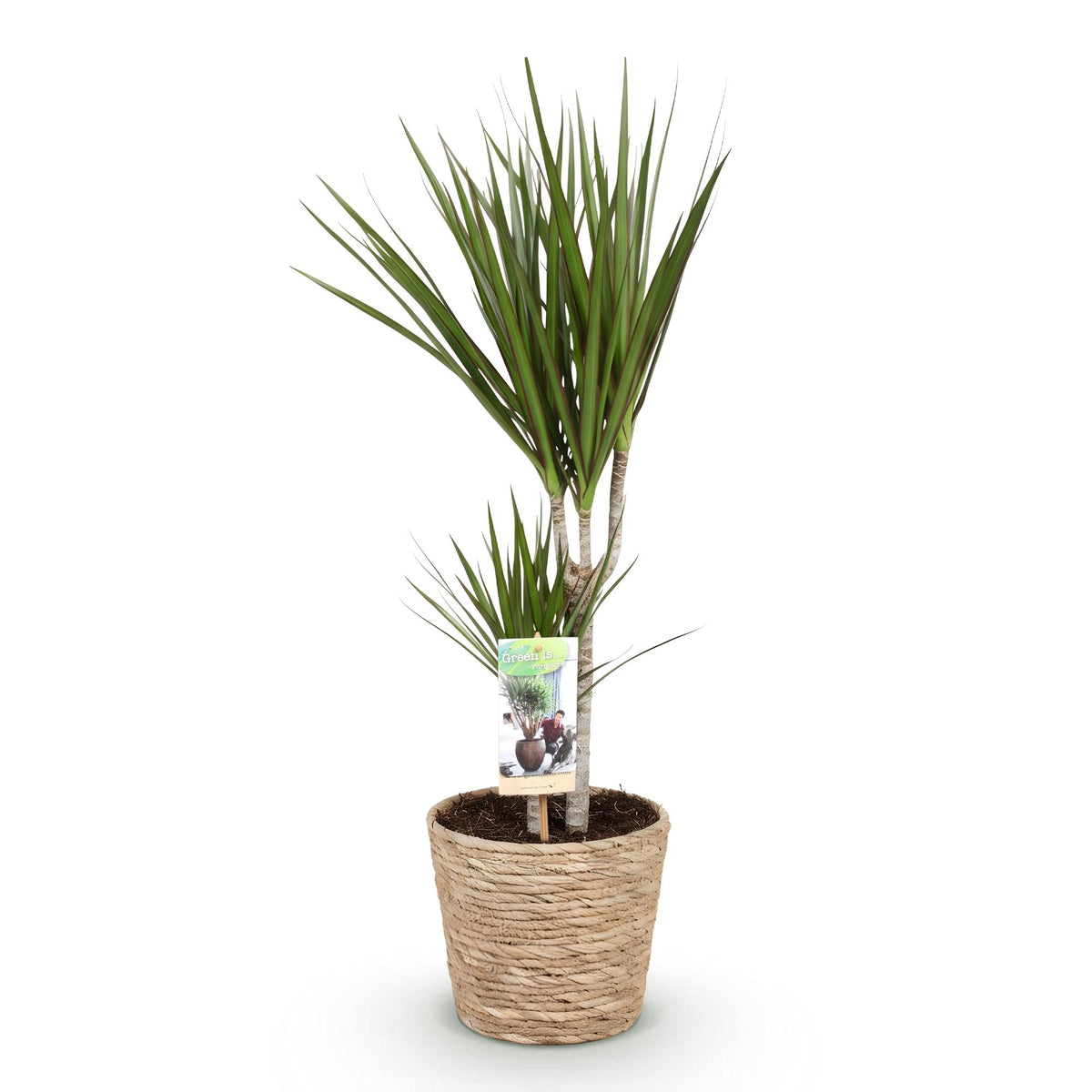 dracaena marginata cuanto crece Dracaena Marginata - Árbol del dragón - con cesta - ↕70-80cm