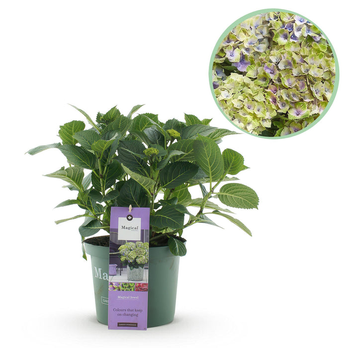 Terrasplant - Hortensia - Hydrangea Magical Jewel Blue - Blauw - 6-10 Bloemen - Pot 23cm Hoogte 55cm