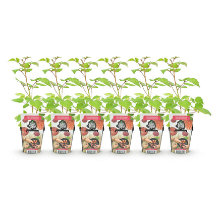 Japansk vinbær - Rubus Phoenicolasius - Hårdfør - 6 planter - 9 cm potte - Rød solbær