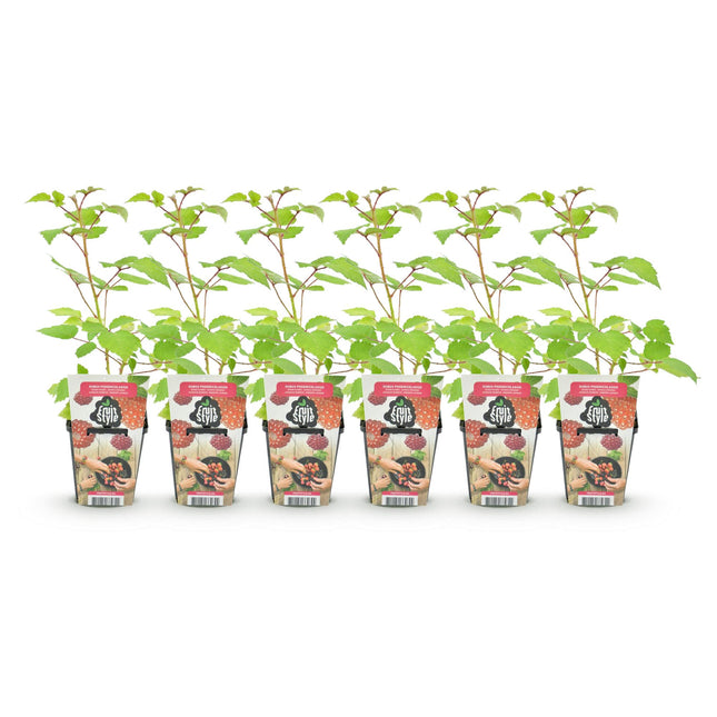 Japanse Wijnbes - Rubus Phoenicolasius - Winterhard - 6 Planten - Pot 9 cm - Rode Bes