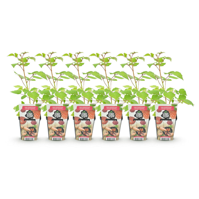Raisin du Japon (Rubus phoenicolasius) - Rustique - 6 plants - Pot de 9 cm - Baies rouges