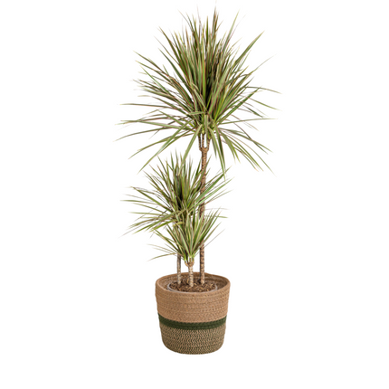 Dracaena marginata bicolor with basket - ↕110-130cm - Ø21cm