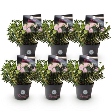 Dwerg Rhododendron - Rhododendron Bloombux Light Pink - Bloeiende Buxus - Licht Roze Bloem - ↕30-40cm - Ø17cm - 6x