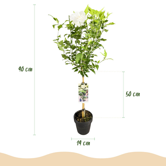 Tuinplant - Hibiscus syriacus White Chiffon® - Plant op stam - Terras Plant - Bladverliezend - Weinig Onderhoud - Pot 19cm Hoogte 90cm