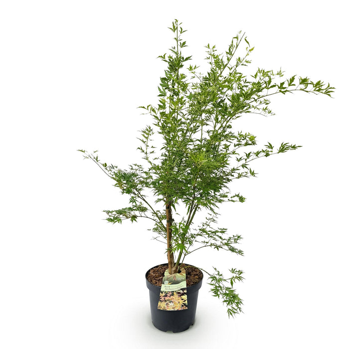 Acer palmatum Methamorphosa - Japanse Esdoorn - Groen, Oranje - ↕90cm - Ø26cm