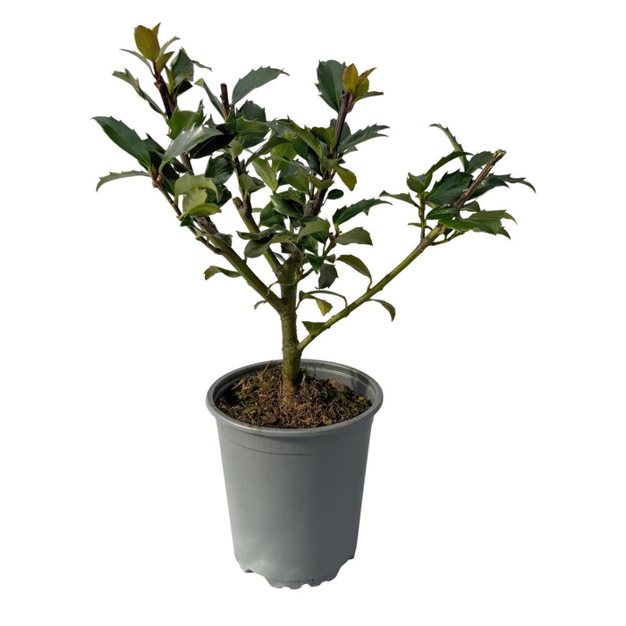 Haagplanten - Ilex Blue Maid - 8 planten - 1 strekkende meter - groenblijvend - pot 9cm hoogte 25-30cm