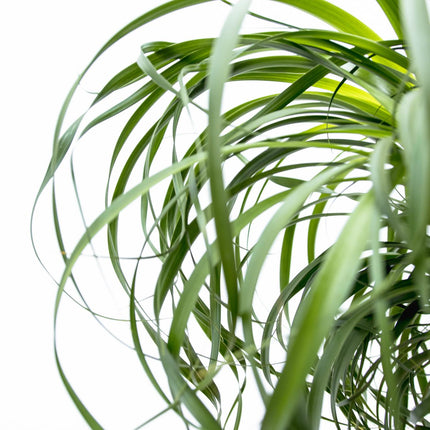 Beaucarnea XXL - Elefantfodplante - ↕180-200cm