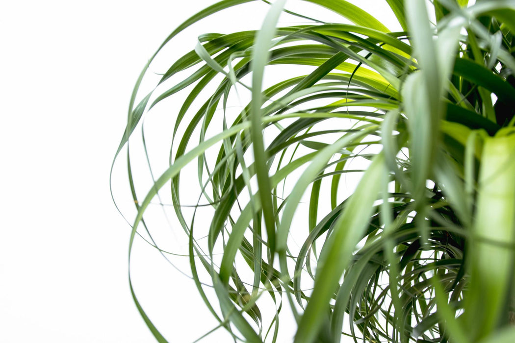 Beaucarnea XXL - Olifantenpoot Plant - ↕180-200cm