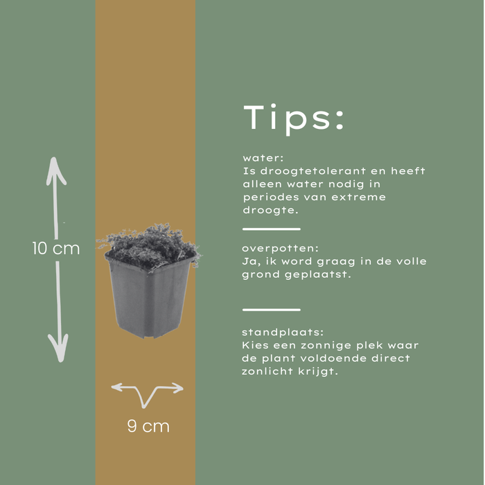 Thymus praecox 'Purple Beauty' - Kruiptijm - ↕10-25cm - Ø9cm - 6x