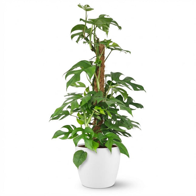 Monstera Minima Moss Pole - Roślina serowa szwajcarska - z białą doniczką - ↕90cm - Ø19cm