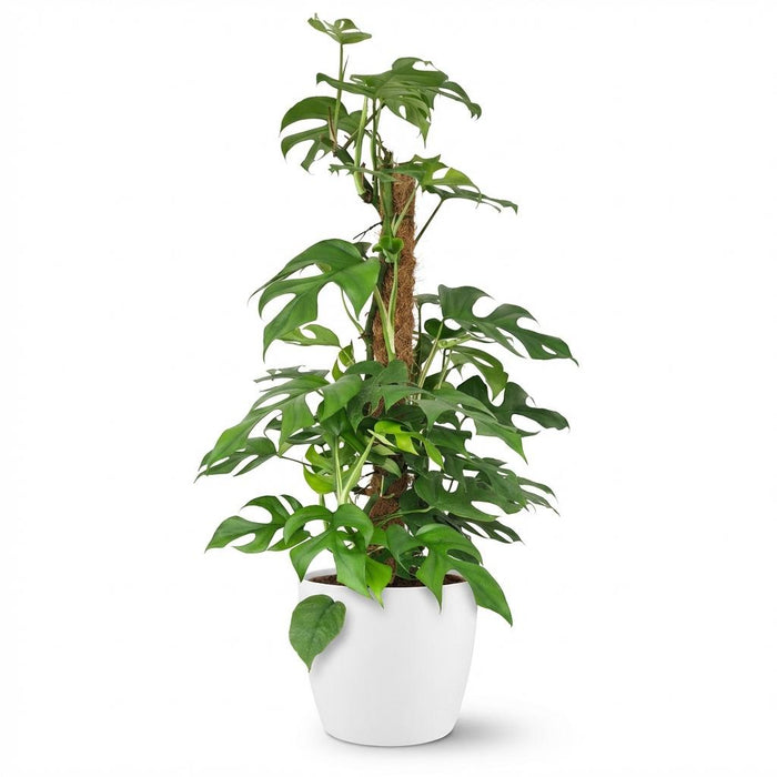 Monstera Minima Mosstok - Gatenplant - met witte pot - ↕90cm - Ø19cm