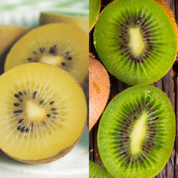 Fruitplant - Groene & Gele Kiwi - Actinidia deliciosa Jenny & Golden Kiwi  - 2 planten  - Pot 15cm Hoogte 50cm