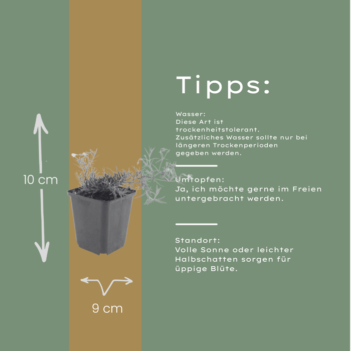 Phlox (S) 'Emerald Cushion Blue' - Kruipphlox - ↕10-25cm - Ø9cm - 12x