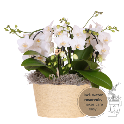 Kolibri Orchids | Witte Jungle Bouquet Niagara Fall in Reed Basket