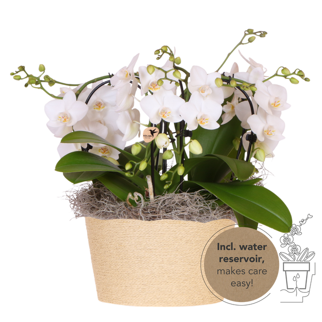 Kolibri Orchids | Vit Jungle-bukett Niagara Fall i korg av vass