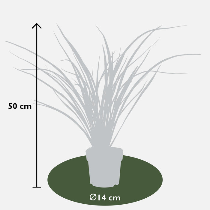 Phormium 'Rubra Nana' - Ø14cm - ↕50cm