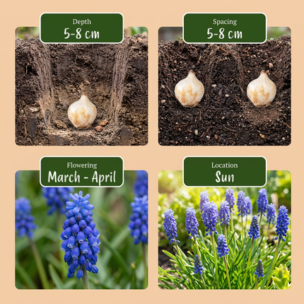 200x Muscari Armeniacum - Bloembollen - Armeense druifhyacint - Blauw - Verwilderingsbol - Bolmaat 8/9