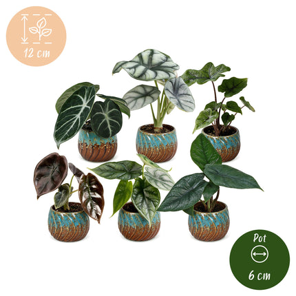 Baby Alocasia Familie 6x - Rood - Groen - Zwart - Zilver - Grijs - Tropisch - incl. Copper Reef - Ø6cm - ↕12cm