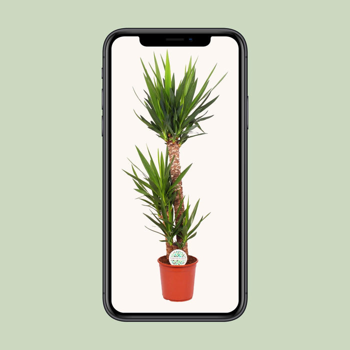 Yucca Elephantipes - ↕125cm - Ø24cm