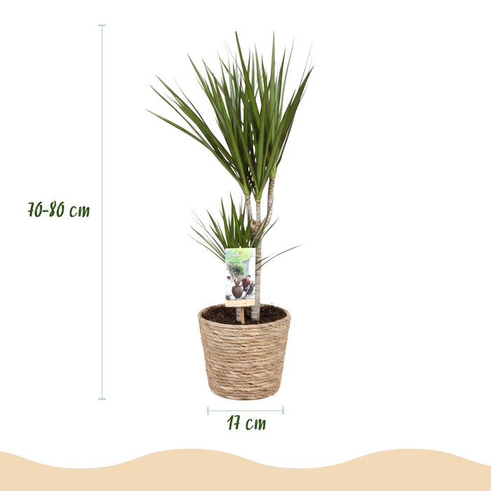 Dracaena Marginata - Drakenbloedboom - met mand - Pot 17cm - Hoogte 70-80cm