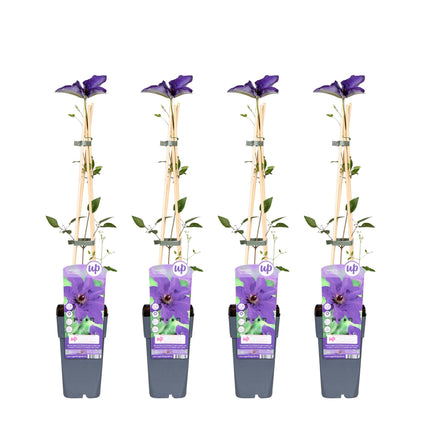 Clematis The President - Bosrank - ↕65cm - Ø15cm - 4x