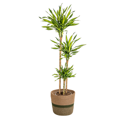 Dracaena Deremensis Rikki with basket - ↕130-150cm - Ø24cm