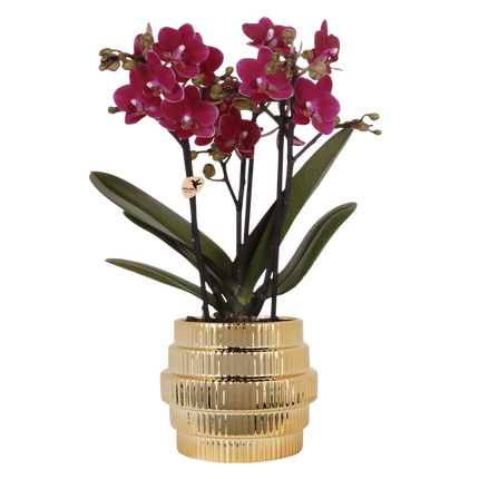 Kolibri Orchids | Paarse Chamonix orchidee + Allure sierpot goud – potmaat Ø9cm