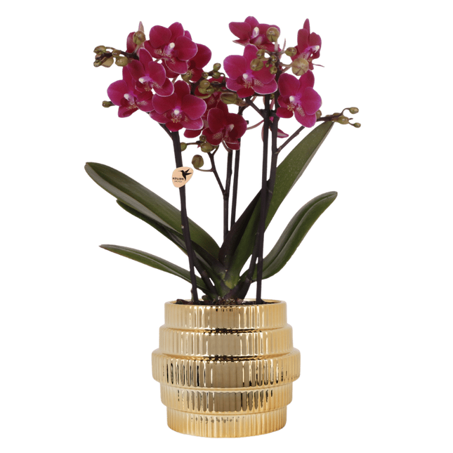 Kolibri Orchids | Paarse Chamonix orchidee + Allure sierpot goud – potmaat Ø9cm