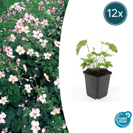 Anemone tomentosa 'Robustissima' - Anémone d'automne - ↕10-25cm - Ø9cm - 12x
