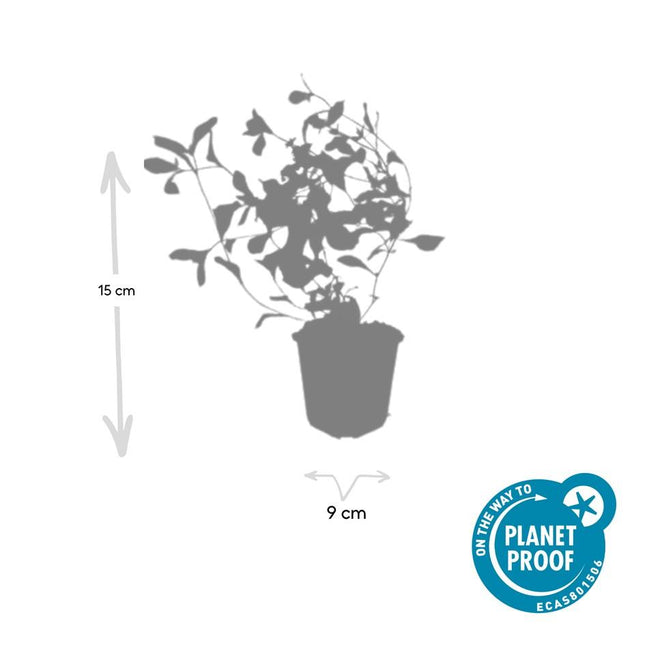 Ceratostigma plumbaginoides - Loodkruid - ↕10-25cm - Ø9cm - 48x