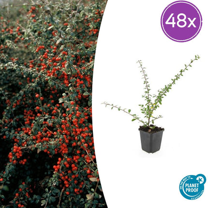 Cotoneaster Suecicus 'Coral Beauty' - ↕10-25cm - Ø9cm - 48x
