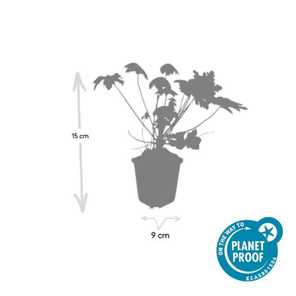 Geranium macrorrhizum 'Spessart' - ↕10-25cm - Ø9cm - 6x