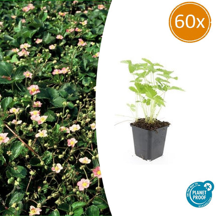 Fragaria Vesca - Fragola selvatica - ↕10-25cm - Ø9cm - 60x