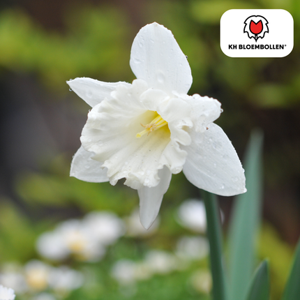 Narcisos Snow Baby, 20 unidades
