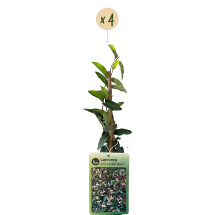 Lonicera jap. 'Red World' - Japanse kamperfoelie 4x - Rood - Roze - Klimplant - Ø9cm - ↕35cm