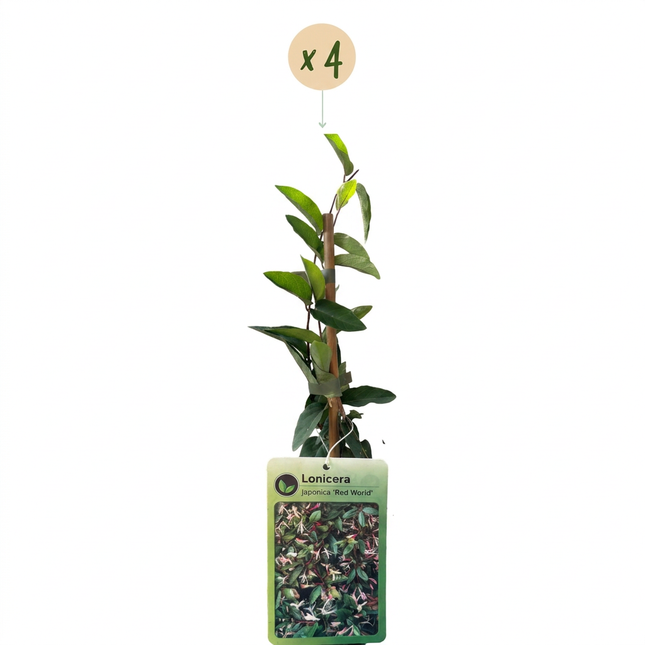 Lonicera jap. 'Red World' - Japanse kamperfoelie 4x - Rood - Roze - Klimplant - Ø9cm - ↕35cm
