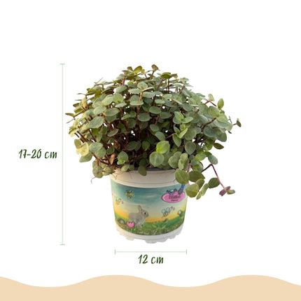 Callisia repens - Planta tortuga - ↕15-20cm - Ø12cm - 4x