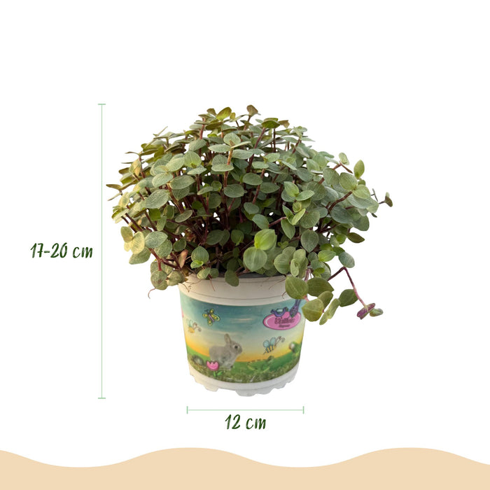 Callisia repens - Schildpadplant - ↕15-20cm - Ø12cm - 4x