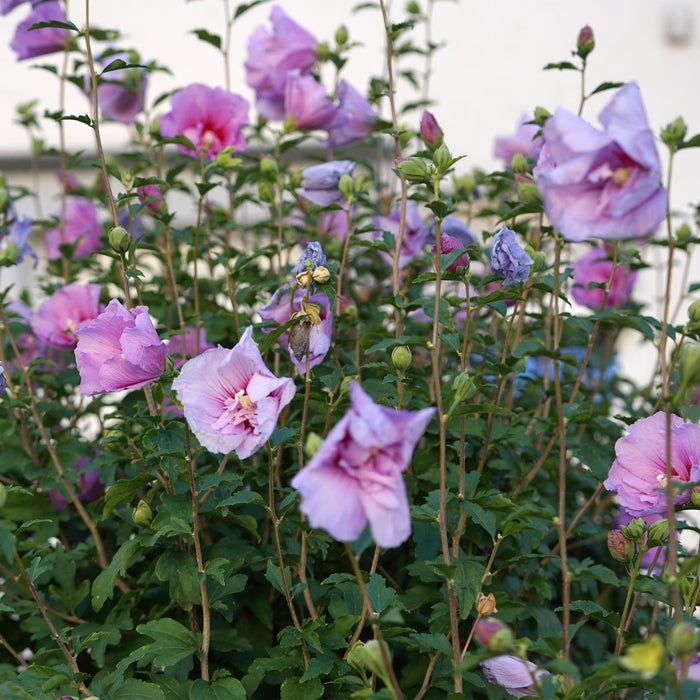 Tuinplant -Hibiscus syriacus Lavendor Chiffon®  - Plant op stam - Terras Plant - Bladverliezend - Weinig Onderhoud - Pot 19cm Hoogte 90cm