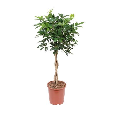 Schefflera Arboricola Compacta - ↕120cm - Ø27cm